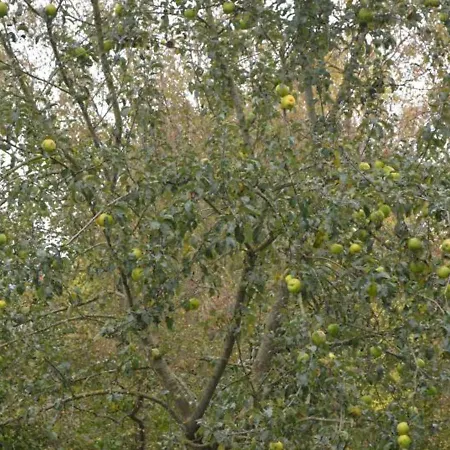 A Avec Jardin Privatif, Cheminee, Wifi Et Animaux Admis - Fr-1-376-77 بيت للعطل *