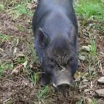 A Avec Jardin Privatif, Cheminee, Wifi Et Animaux Admis - Fr-1-376-77 Saint-Étienne-au-Mont