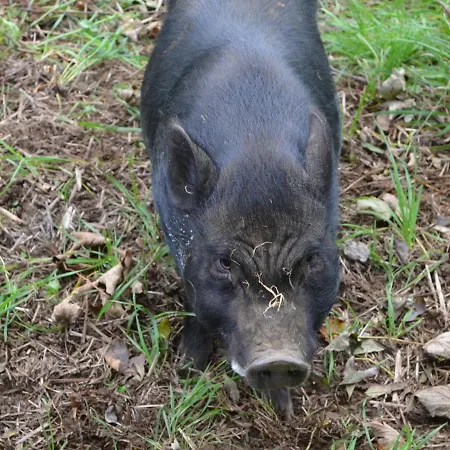 A Avec Jardin Privatif, Cheminee, Wifi Et Animaux Admis - Fr-1-376-77 Saint-Étienne-au-Mont